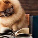 A new study identifies key signs of gifted dogs